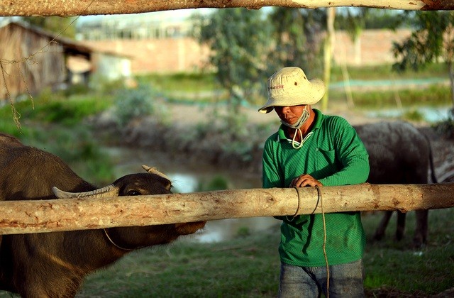 Nông dân thành tỷ phú nhờ... nuôi hàng trăm con trâu - ảnh 8