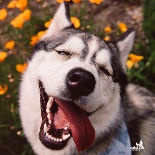 Husky - loài chó “ngáo ngơ” nhất quả đất! | Ảnh-Clip hay | Chuyên trang Hoa  Học Trò - Chuyên trang Hoa Học Trò - Báo điện tử Tiền Phong