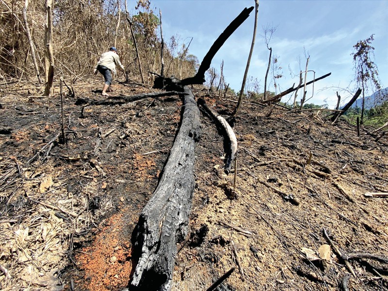 Hiện trường vụ cháy rừng ở tiểu khu 689 xã Phước Kim (Phước Sơn, Quảng Nam) hồi tháng 5/2021 đang được công an huyện điều tra. Ảnh: N.D 