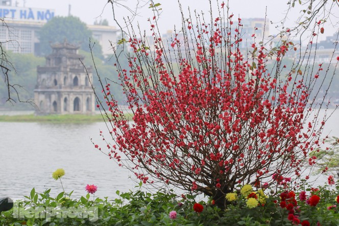 Đào bung sắc bên những thảm hoa rực rỡ quanh hồ Hoàn Kiếm ngày cận Tết - ảnh 10