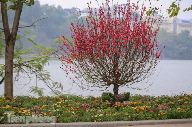 Đào bung sắc bên những thảm hoa rực rỡ quanh hồ Hoàn Kiếm ngày cận Tết - ảnh 12