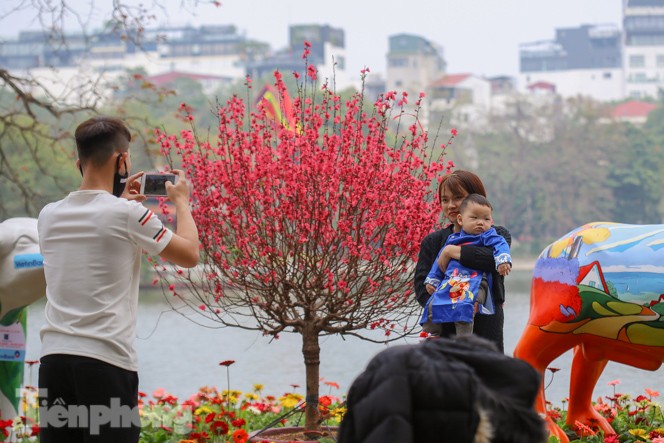 Đào bung sắc bên những thảm hoa rực rỡ quanh hồ Hoàn Kiếm ngày cận Tết - ảnh 13