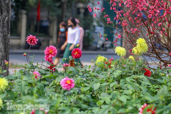 Đào bung sắc bên những thảm hoa rực rỡ quanh hồ Hoàn Kiếm ngày cận Tết - ảnh 14