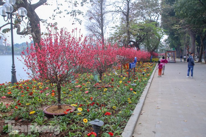 Đào bung sắc bên những thảm hoa rực rỡ quanh hồ Hoàn Kiếm ngày cận Tết - ảnh 1