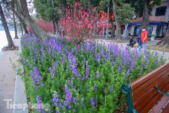 Đào bung sắc bên những thảm hoa rực rỡ quanh hồ Hoàn Kiếm ngày cận Tết - ảnh 3