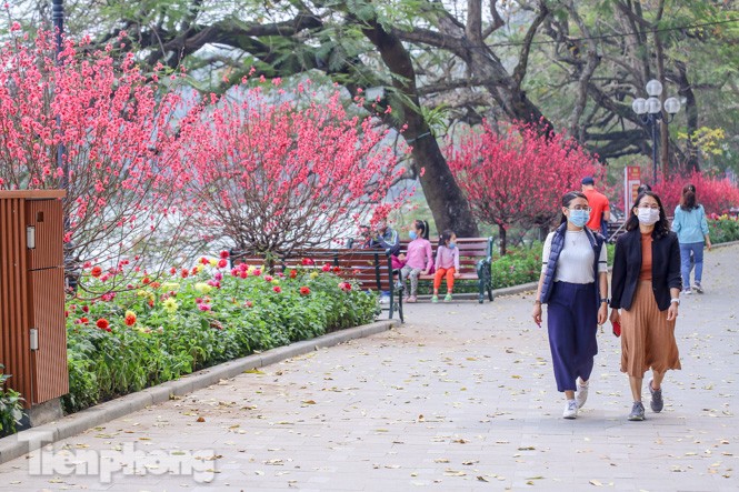 Đào bung sắc bên những thảm hoa rực rỡ quanh hồ Hoàn Kiếm ngày cận Tết - ảnh 5