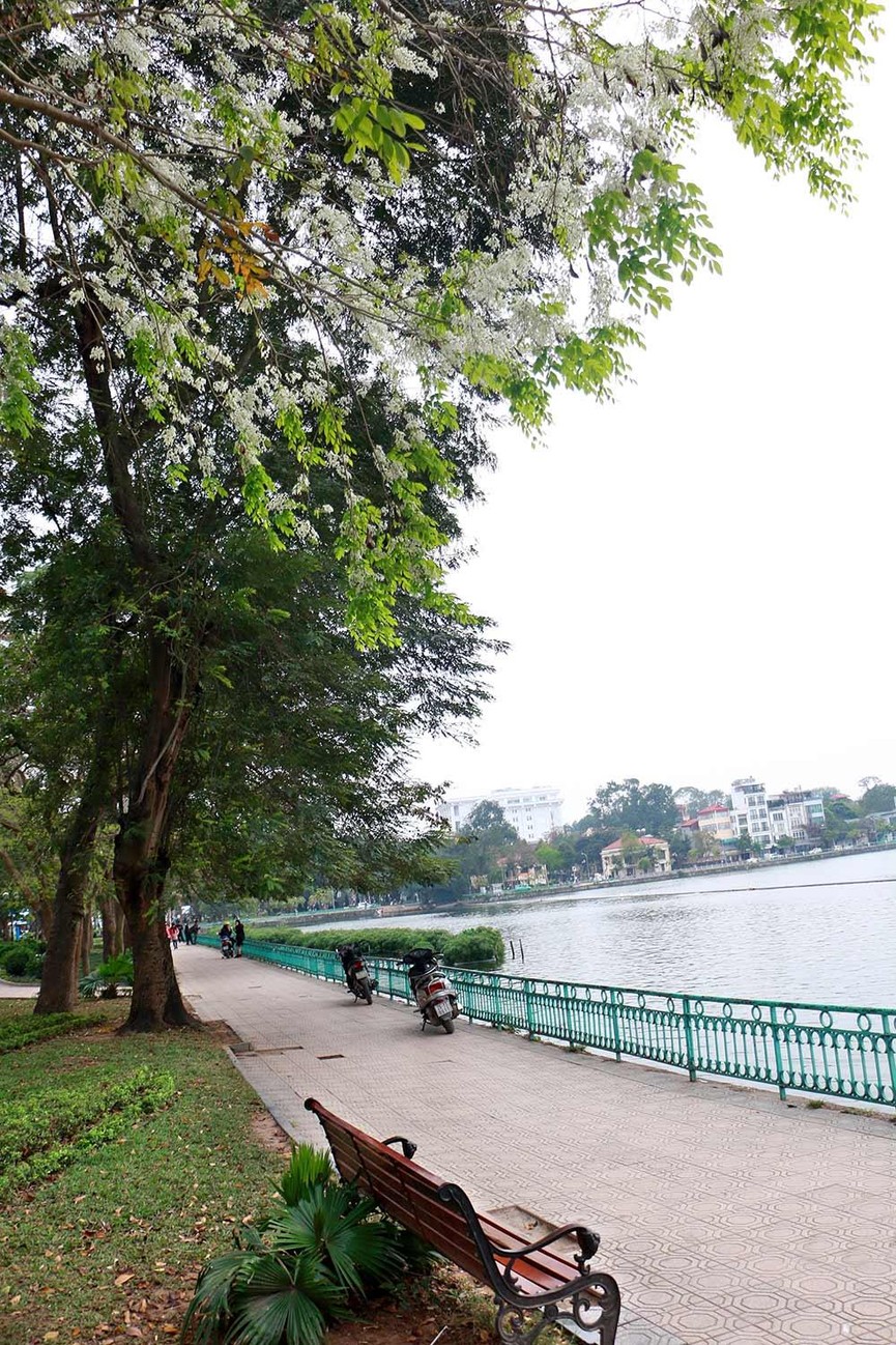 Hoa sưa nở bung trắng khoảng trời Hà Nội dịp thượng đỉnh Mỹ - Triều - ảnh 13