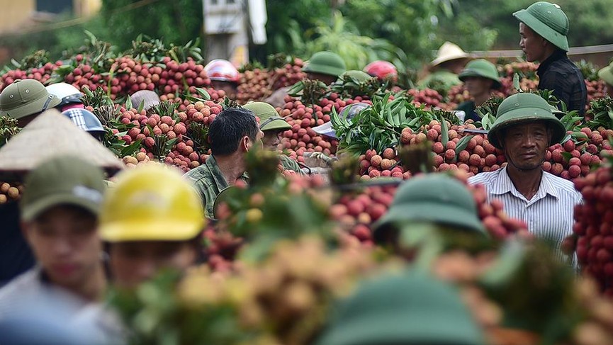 Chôn chân dưới trời nắng tại thủ phủ vải thiều Bắc Giang - ảnh 1
