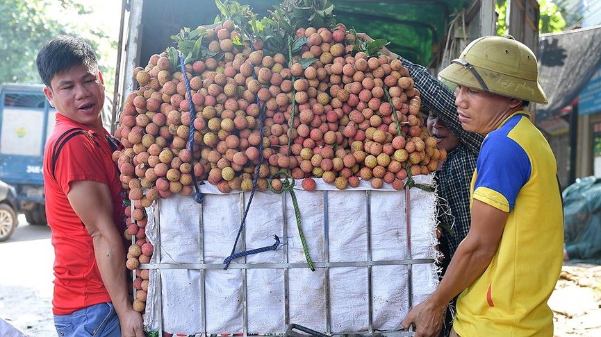 Chôn chân dưới trời nắng tại thủ phủ vải thiều Bắc Giang - ảnh 2