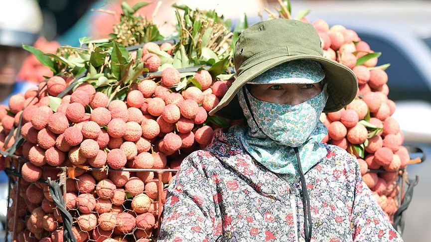 Chôn chân dưới trời nắng tại thủ phủ vải thiều Bắc Giang - ảnh 3