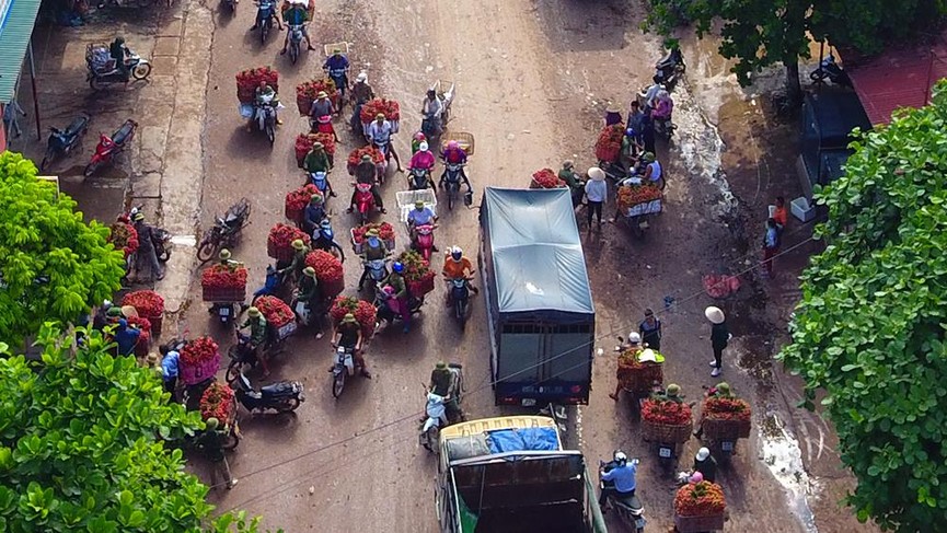 Chôn chân dưới trời nắng tại thủ phủ vải thiều Bắc Giang - ảnh 4