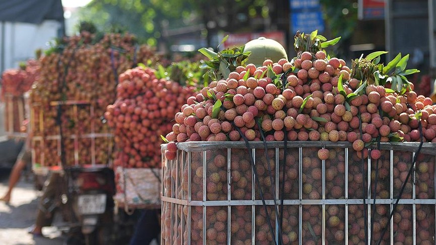 Chôn chân dưới trời nắng tại thủ phủ vải thiều Bắc Giang - ảnh 5