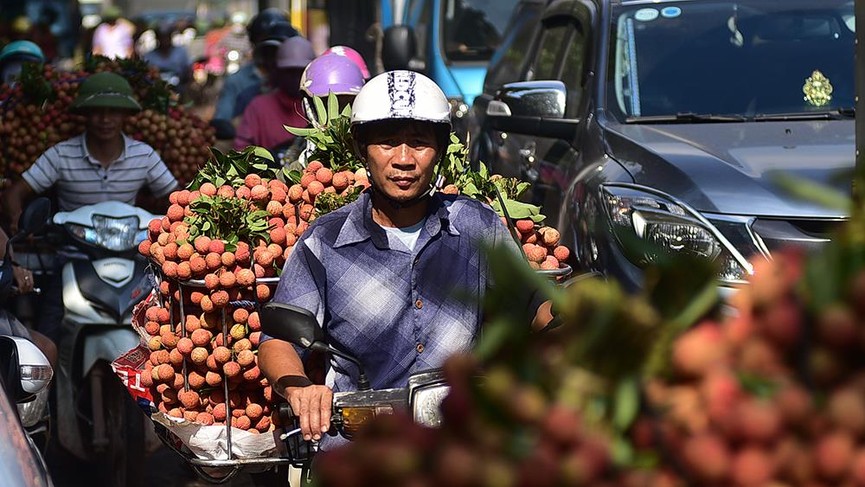 Chôn chân dưới trời nắng tại thủ phủ vải thiều Bắc Giang - ảnh 6