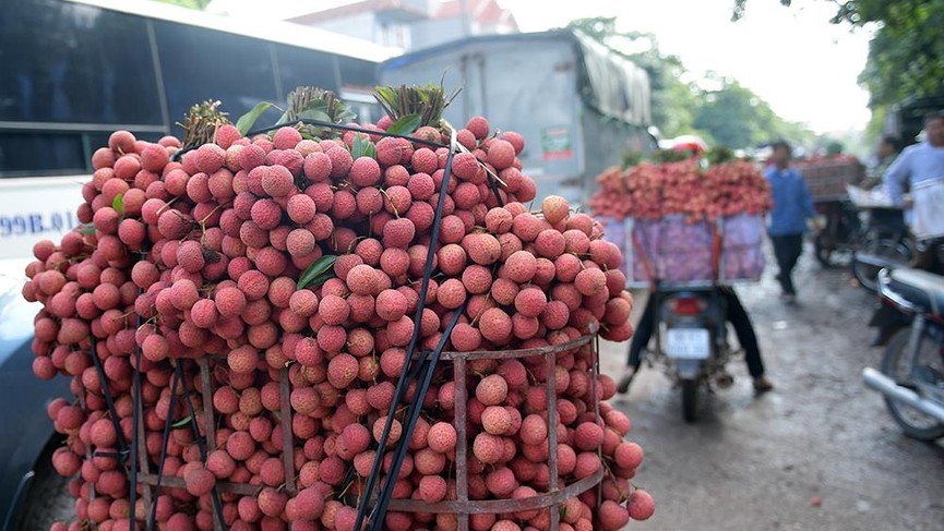 Chôn chân dưới trời nắng tại thủ phủ vải thiều Bắc Giang - ảnh 7