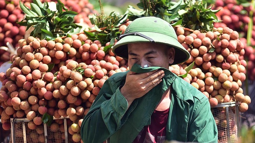 Chôn chân dưới trời nắng tại thủ phủ vải thiều Bắc Giang - ảnh 9