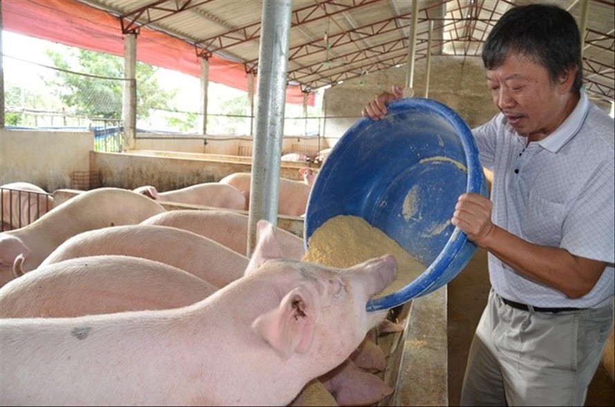 Giá lợn hơi giảm kỷ lục, người nuôi lao đao