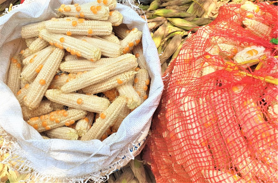 Nhiều trái bắp thưa hạt, trơ cùi
