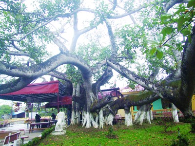 Cây đa 13 rễ được đánh giá vào khoảng 600 – 700 năm tuổi ở xóm Trại 1, phường Đằng Giang, quận Ngô Quyền, TP Hải Phòng