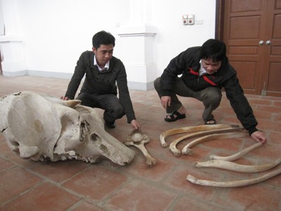 Bộ xương của con voi đực bị sát hại vào năm 2006 còn lưu tại nhà trưng bày Vườn quốc gia Vũ Quang