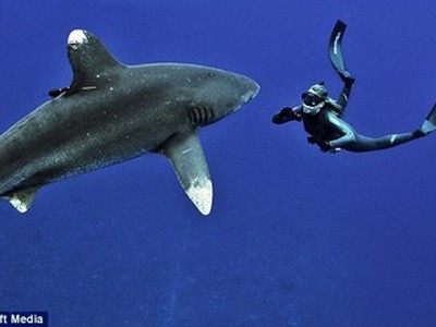 Cô gái có sở thích… bơi cùng cá mập