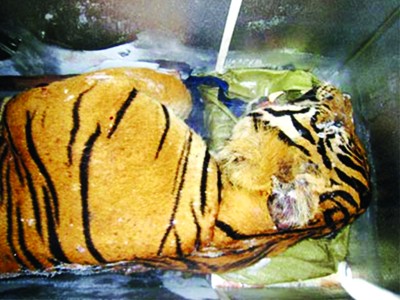 Hổ trong thùng đông lạnh