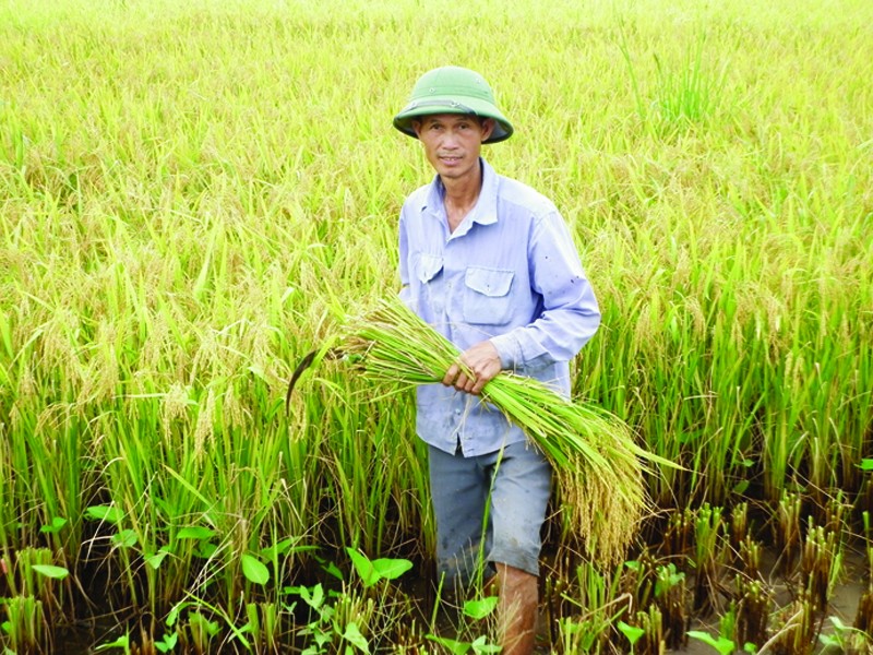 Nông dân sản xuất lúa sẽ được Chính phủ hỗ trợ tiền hàng năm