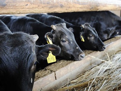 Nhật Bản đối phó thịt bò nhiễm xạ