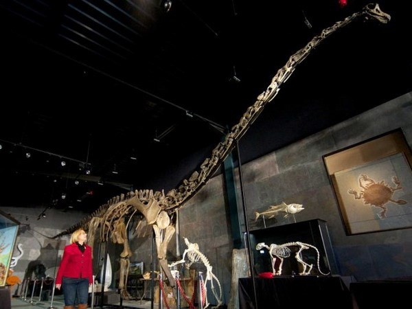 Bỏ 600.000 USD mua một bộ xương khủng long