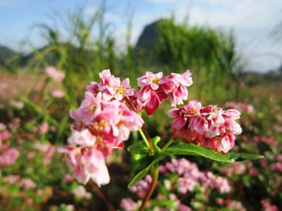 Hoa tam giác mạch phủ hồng các cao nguyên
