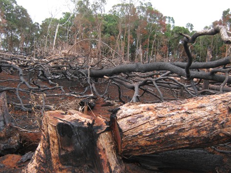 Đề nghị tạm ngưng giao khoán rừng theo NĐ 135