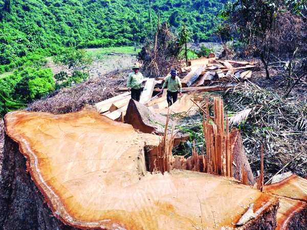 Những gốc cây cổ thụ tại rừng phòng hộ Sông Tranh bị đốn hạ vào cuối tháng 3-2012. Ảnh: Nguyễn Thành