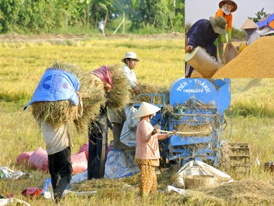 Quanh việc mua 1 triệu tấn gạo cứu nông dân