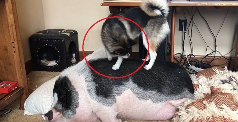 Clip: Chó cố đánh thức lợn để 'bàn giao nhiệm kỳ'