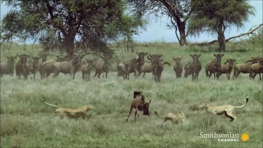 Linh dương đầu bò một mình giao chiến với bầy báo săn
