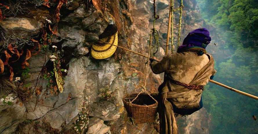 Thót tim người dân treo mình trên vách núi lấy mật ong rừng ở Nepal
