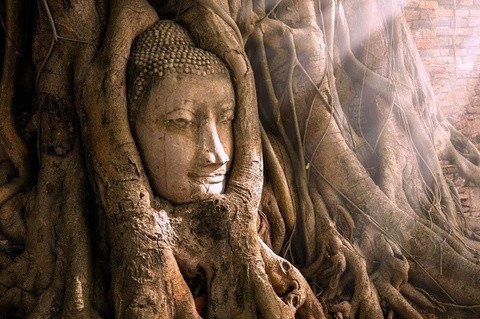 Tượng mặt Phật 700 năm ẩn mình trong rễ cây