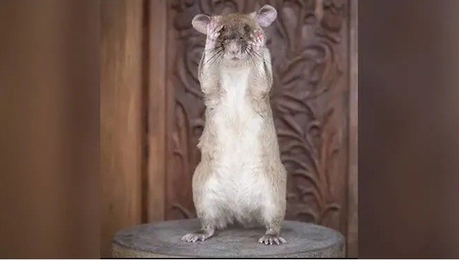 Chú chuột Magawa. (Ảnh: PDSA)