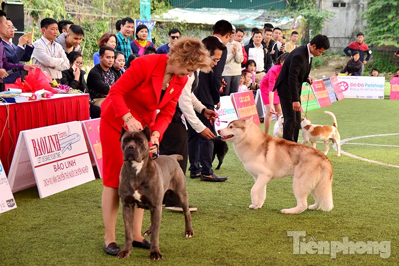 Anh Hoàng Mộc Cương (33 tuổi, trưởng BTC cuộc thi) cho biết: Trong hai ngày diễn ra, cuộc thi đã thu hút khoảng 300 chú chó tham dự. Những chú chó này thuộc các giống chó khác nhau của Việt Nam và thế giới.