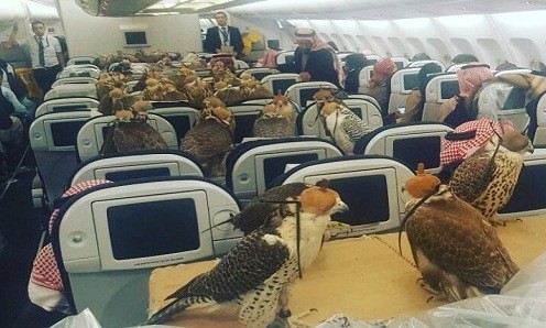 80 con chim ưng trên chuyến bay của hãng hàng không Qatar Airways. Ảnh: Reddit.