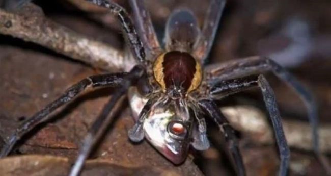 Một con nhện ăn cá. (Nguồn: LA Times) 