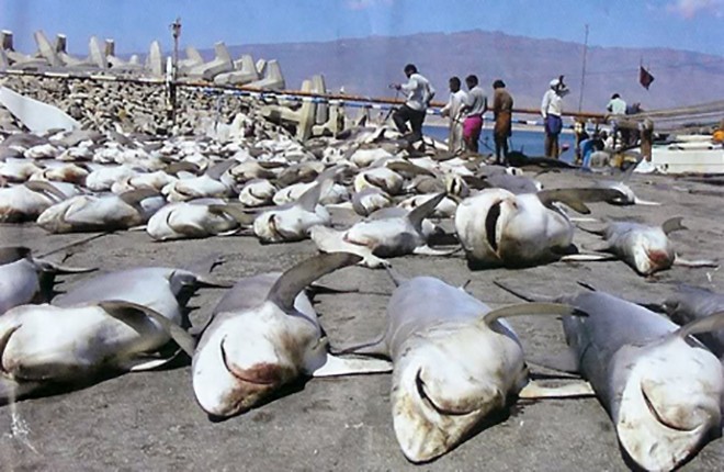 Từ 63 tới 273 triệu cá mập đã mất mạng vì con người trong năm 2010. Ảnh: oceancrusaders.org. 