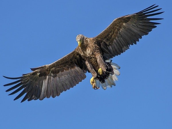 Đại bàng loài chim săn mồi cỡ lớn được mệnh danh là "chúa tể bầu trời".