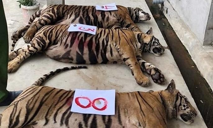 8 con hổ bị chết sau giải cứu ở Nghệ An: Xử lý tang vật thế nào?