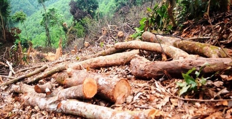 Truy tìm kẻ gian chặt phá 2.500m2 diện tích rừng của người dân