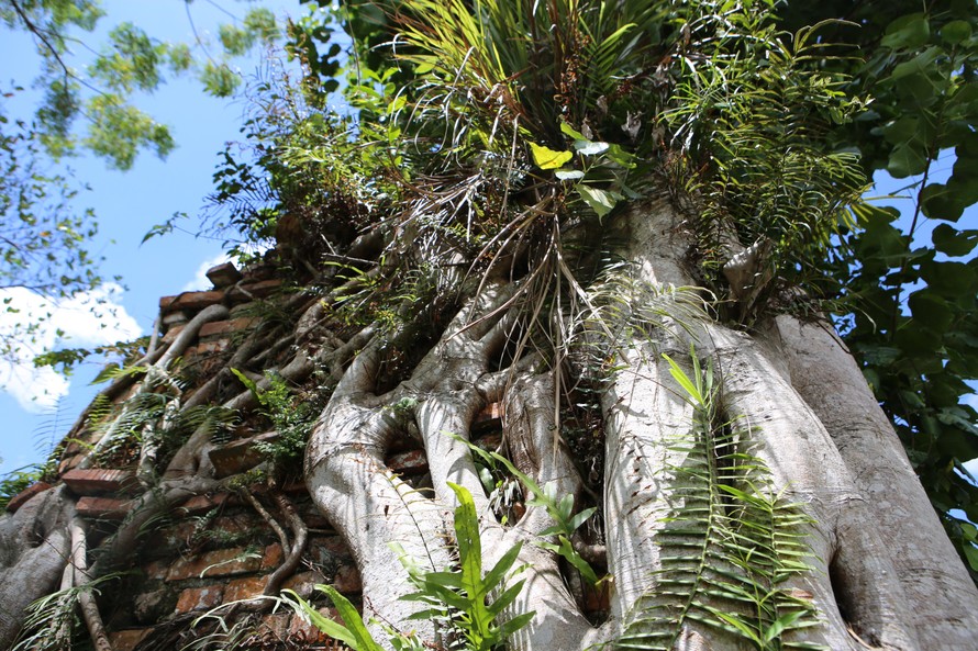 Lạ kỳ cây bồ đề hàng trăm tuổi ở ngôi đền thờ phúc thần 