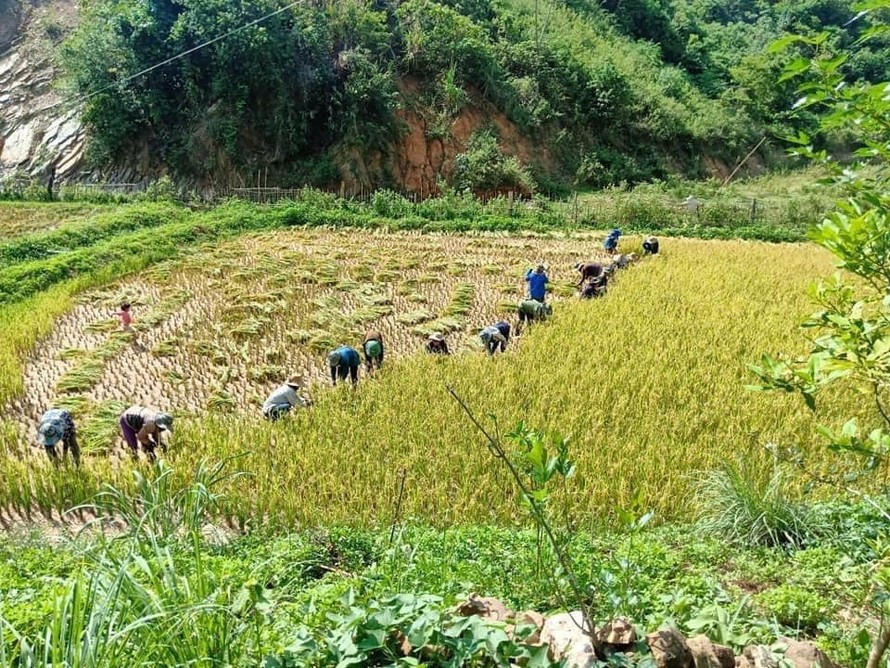 Áo xanh tình nguyện vùng biên giới gặt lúa giúp dân giữa trời 'đổ lửa'