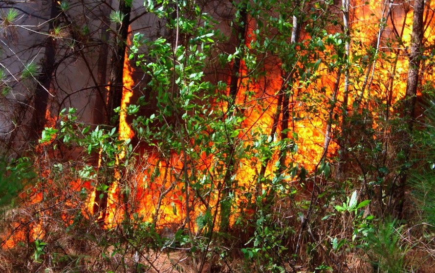 Hơn 1000 người đang căng mình dập đám cháy rừng lan rộng ở Nghệ An