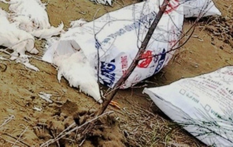 Hàng chục bao tải gà chết đang phân huỷ vứt dọc bờ biển