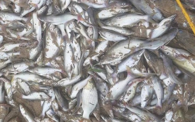Nguyên nhân ban đầu khiến cá chết trắng xoá bất thường trên sông Con