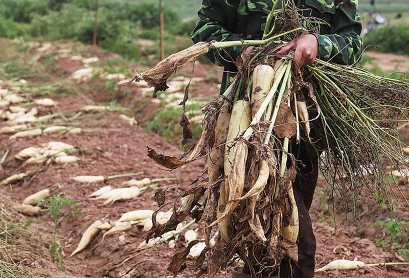 Hà Nội: Tìm cách “giải cứu” 3.000 tấn củ cải